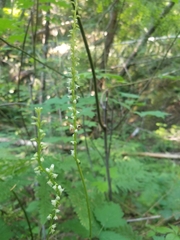 Platanthera ephemerantha