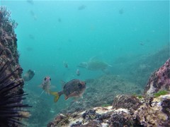 Neoniphon suborbitalis