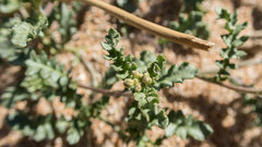 Rorippa subumbellata