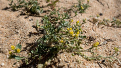 Rorippa subumbellata