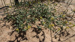 Rorippa subumbellata