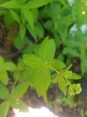 Galium oreganum