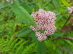 Spiraea micrantha