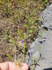 Githopsis specularioides