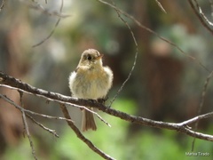 Empidonax fulvifrons