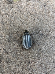 Polyphylla morroensis