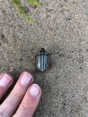 Polyphylla morroensis