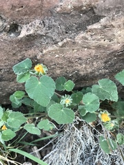Abutilon wrightii