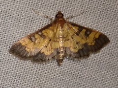 Diacme elealis