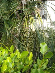 Howea forsteriana