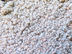 Coccotrema maritimum