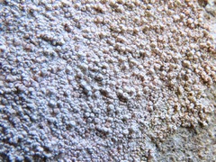 Coccotrema maritimum