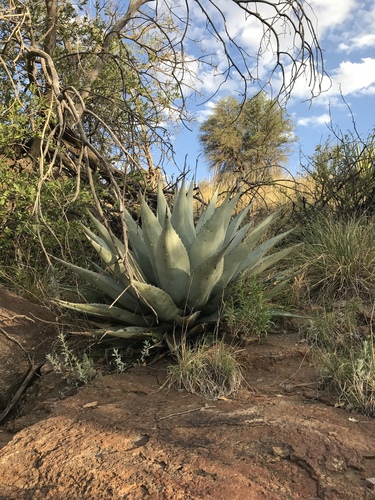 Agave havardiana