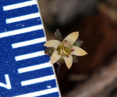 Nemacladus inyoensis