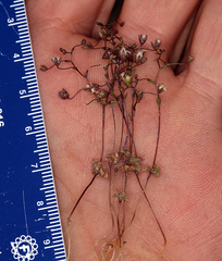 Nemacladus inyoensis