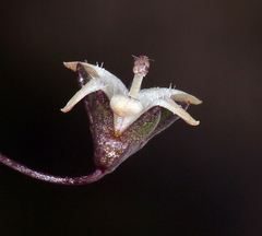 Nemacladus inyoensis