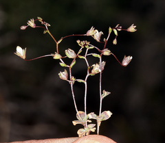 Nemacladus inyoensis