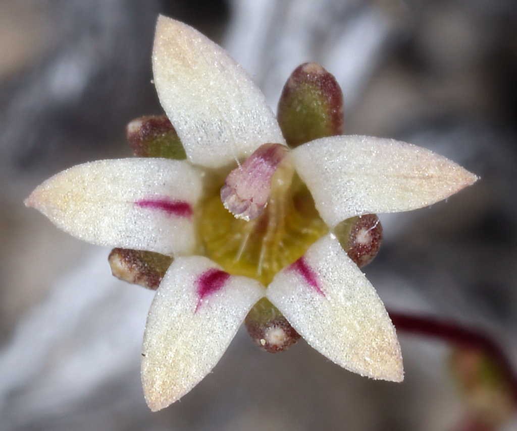 Badger Flat threadplant