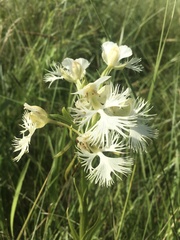 Platanthera praeclara