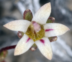 Nemacladus inyoensis