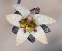 Nemacladus inyoensis