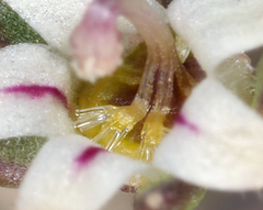 Nemacladus inyoensis