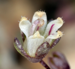 Nemacladus inyoensis