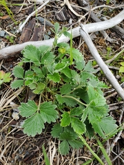 Potentilla × villosula