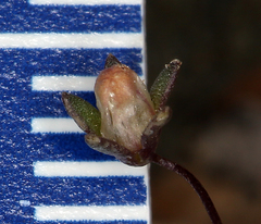 Nemacladus inyoensis