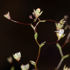 Nemacladus inyoensis