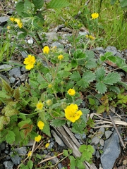 Potentilla × villosula