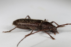 Parelaphidion aspersum