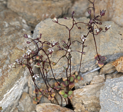 Nemacladus inyoensis