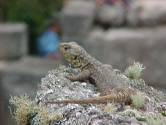 Stenocercus crassicaudatus