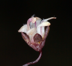 Nemacladus inyoensis