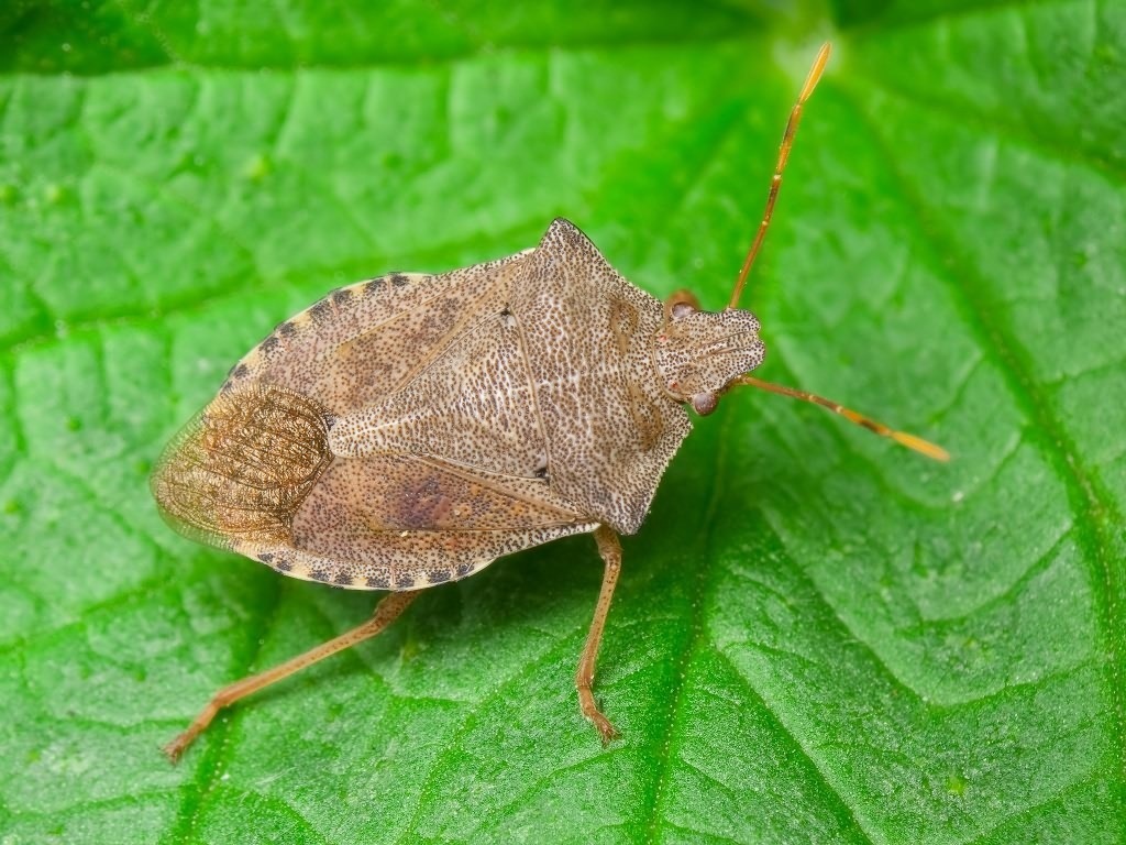 Dock Leaf Bug