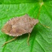 Dock Leaf Bug - Photo (c) Boris Loboda, some rights reserved (CC BY-NC-ND)