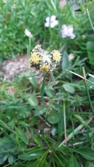 Artemisia pattersonii