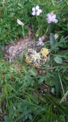 Artemisia pattersonii