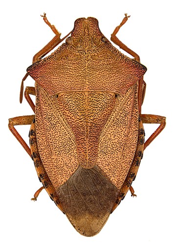 Dock Leaf Bug, photo 2 of 10