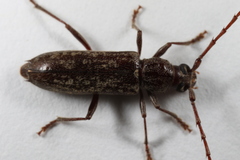 Parelaphidion aspersum