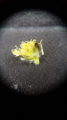 Artemisia pattersonii