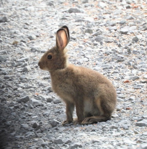 Snowshoe Hare photographed in Oregon