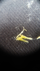 Artemisia pattersonii