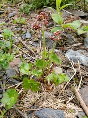 Micranthes nelsoniana