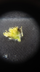 Artemisia pattersonii