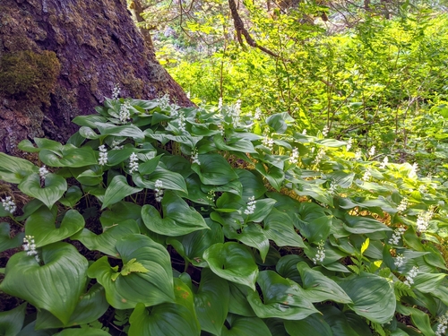 False lily of the valley (Maianthemum dilatatum)