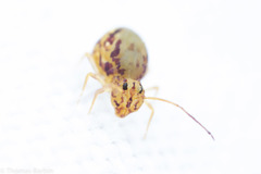 Ptenothrix maculosa olympia