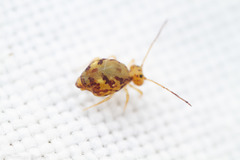 Ptenothrix maculosa olympia