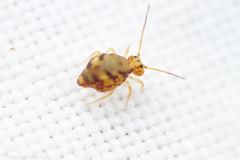 Ptenothrix maculosa olympia